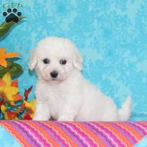 Sweetest Makayla, Bichon Frise Puppy